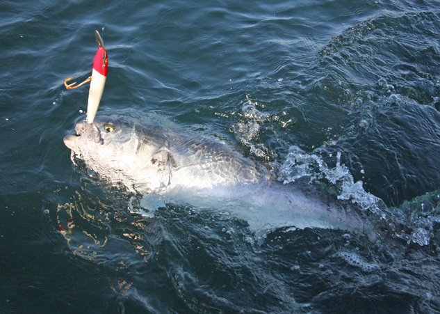 Fishing Massachusetts - Bluefish MA