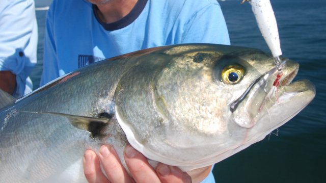 Massachusetts Bluefish