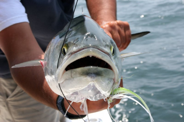 Bluefish  - Fishing the Merrimack River